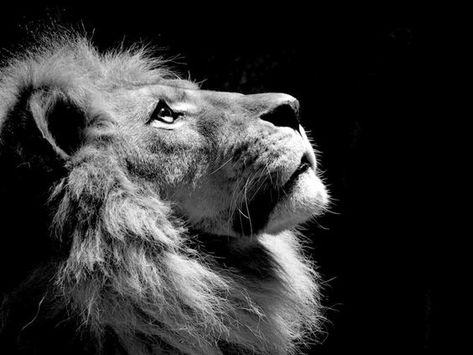 See a photo of a lion in Africa and download free wallpaper from National Geographic. Lion Profile, Lion Background, Lion Africa, Black And White Lion, Profile Picture Images, Lion Photography, Lion Wallpaper, Black Lion, Lion Images