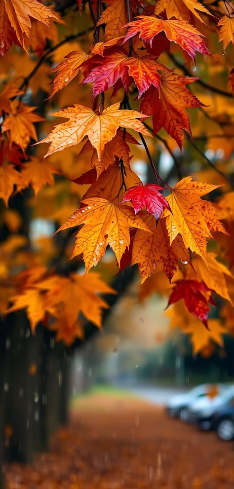 Pretty Autumn Pictures, Fall Photography Nature Autumn Scenery, Fall Screensavers Wallpapers Autumn, Autumn Background Iphone, Autumn Iphone Background, Orange Autumn Aesthetic, Autumn Photography Nature Landscapes, Cute Fall Leaves Wallpaper, Fall Ambiance Wallpaper