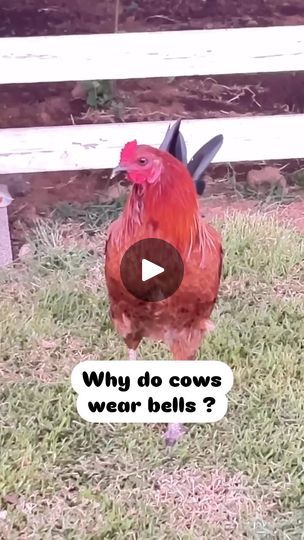 27K views · 14K reactions | Chickens and dad jokes just go together 🤣😂🤣😉 Happy Friday 🥰

.
.
.
.
.
.
.

#pets #facebookreels #fyp #funny #funnyvideos #jokes #dadjokes #chickens #rooster #backyardchickens | Baylee the Malshi Chicken Quotes, Chickens Backyard, Dad Jokes, Happy Friday, Just Go, Rooster, Funny Gif, Audio, Chicken