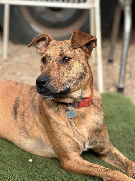 Dog for adoption - Bravo , a Mountain Cur & Plott Hound Mix in Los Angeles, CA | Petfinder Plott Hound, Chocolate Labrador Retriever, Chocolate Labrador, Foster Home, Helping The Homeless, Dog Adoption, Pet Care, Pet Adoption, Labrador Retriever