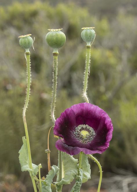 Poppy Seeds, Seed Pods, Light Project, San Luis Obispo, A Fire, Beautiful Flower, Botany, Body Art Tattoos, State Park