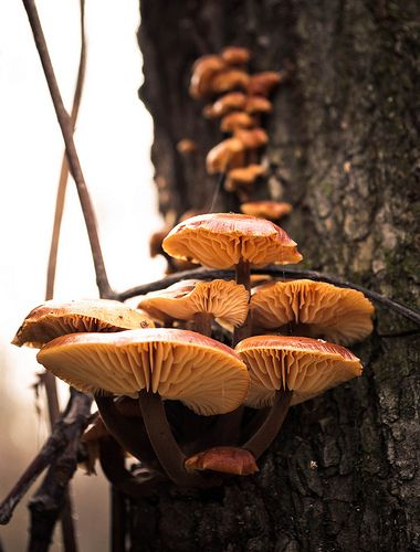 False honey mushrooms Honey Mushroom, Honey Mushrooms, Mushroom Drawing, Wild Harvest, Honey, Stuffed Mushrooms, Tattoos, Photography, Nature