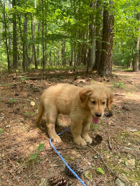 Billy Showalter, Dog Pics, Golden Retriever Puppy, Retriever Puppy, Golden Retrievers, Dog Pictures, A Tree, Golden Retriever, Cute Animals