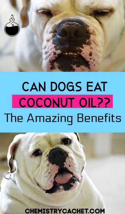 Coconut Oil For Dogs, Dog Remedies, Coconut Health Benefits, Oils For Dogs, Coconut Oil Uses, Dog Nutrition, Benefits Of Coconut Oil, Dog Skin, Dog Care Tips