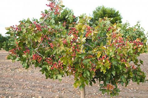 Pistachio Plant, Pistachio Tree, Mastic Tree, Bonsai Trees For Sale, Orchard Tree, Bonsai Tree Care, Agriculture Logo, Indoor Bonsai, Gardening Flowers