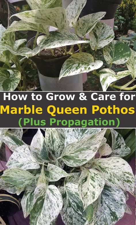 In this guide, you’re going to learn how to propagate, grow, and care for Marble Queen pothos. You’re also going to learn some of the key requirements including the most common physiological disorders to look out for. Marble Queen, also botanically known as Epipremnum aureum 'Marble Queen' is a densely variegated cultivar of the classic ‘criminal’ pothos houseplant. Criminal because the parent plant has so many aliases. While these plants can tolerate lower light levels, they... Queen Marble Pothos, Marble Queen Pothos Care, Pothos Marble Queen, Pothos Plant Care, Marble Queen, Marble Queen Pothos, Easy House Plants, Epipremnum Aureum, Lucky Plant