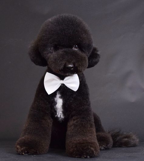 Dog grooming - AF - poodle Poodle Teddy Bear Cut, Toy Poodle Haircut, Toy Poodle Puppy, Poodle Haircut, Dog Grooming Styles, Poodle Puppy Standard, Toy Poodles, Poodle Grooming, Toy Poodle Puppies