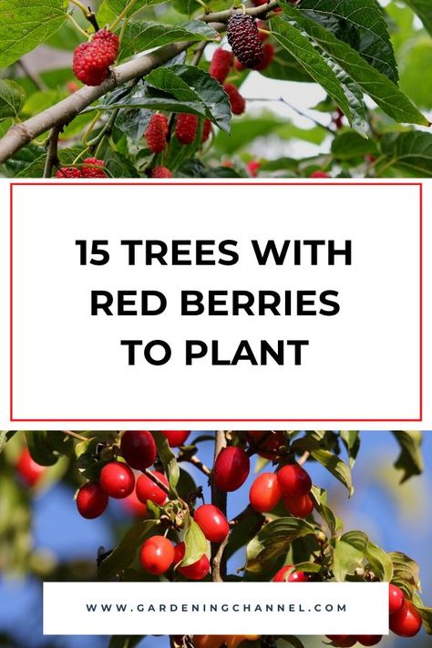 mulberry and dogwood trees with text overlay fifteen trees with red berries to plant Growing Trees, Growing Tree, Red Berries, Curb Appeal, To Tell, Landscaping, Trees, Fruit, Make It Yourself