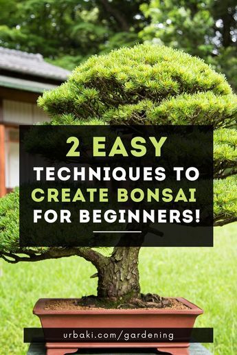 How To Start A Bonsai Tree, How To Bonsai A Tree, Jade Bonsai For Beginners, Bonsai Tips, Bonsai For Beginners, How To Grow Bonsai, Bonsai Design, Growing Bonsai, Bonsai Kit