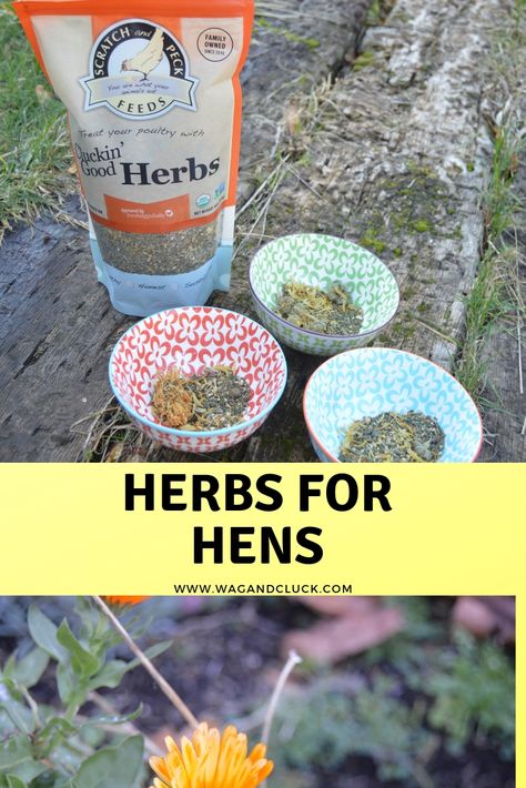 The Benefits of Herbs for Chickens - Wag and Cluck Herbs To Add To Chicken Feed, Dried Herbs For Chickens, Spices For Chickens To Eat, Red Pepper Flakes For Chickens, Herbs For Chickens, Chicken Boxes, Medical Herbs, Dust Bath, Chicken Health