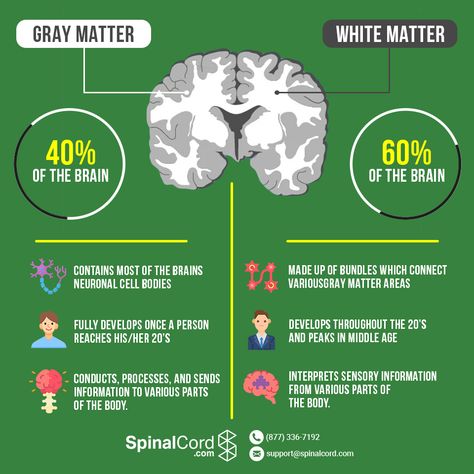 Grey Matter vs White Matter in the Brain White Matter In Brain, Psychology Decor, Psych Notes, Brain Anatomy And Function, Psychology Study, Brain Pictures, Nervous System Anatomy, Crps Awareness, Brain Based Learning