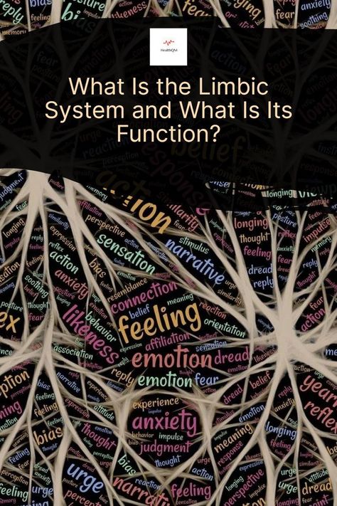 Learn about the different parts of the limbic system and their functions in memory, behavior, and olfaction. #The limbic Lobe #Hippocampal Formation #The Amygdala #The Septal Area #The Hypothalamus #Brain Limbic System Brain, Limbic Brain, Autoimmune Encephalitis, Basal Ganglia, Brain Structure, Limbic System, Body Tissues, Brain Development, Psychology