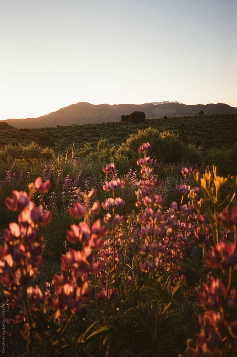 Wild Lupine Flowers Glowing At Sunset on 35mm Film. Pinkish purple color with mountains in the distance. Sierra Mountains California, Mountains California, Lupine Flowers, Sierra Mountains, Sierra Nevada Mountains, Sierra Nevada, Mountain Range, 35mm Film, Album Art