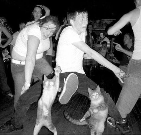 Hardcore punk cats Dancing Cat, Looks Party, On The Floor, Crazy Cat Lady, I Smile, Bones Funny, Crazy Cats, Cat Lady, The Floor