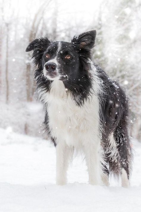 Border Collie Pictures, Doggy Quotes, Beach Dogs, Special Animals, Border Collie Art, Animal References, Herding Dogs, Border Collie Dog, Border Collies