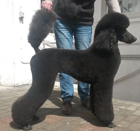 Standard Poodle Grooming, Black Standard Poodle, Poodle Haircut, Dog Grooming Styles, Poodle Puppy Standard, Poodle Cuts, Black Poodle, Dog Grooming Salons, Poodle Grooming