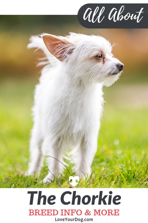 The Chihuahua and Yorkie are great for first-time dog downers. The Chorkie is easy as well; mostly due to the fact they grow attached to you so quickly. #LoveYourDog #ChihuahuaMix #YorkieMix #Chorkie #Dog #SmallDog Chorkie Haircut, Chorkies Puppies, Yorkie Chihuahua Mix Puppies, Chihuahua Terrier Mix Puppies, Chihuahua Yorkie Mix Dogs, Chorkie Dog, Yorkie Chihuahua Mix, Yorkie Terrier Mix, Chihuahua Mix Puppies