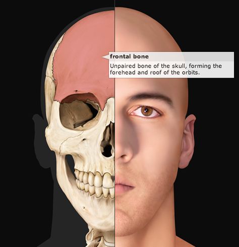 The human skeleton | Visual Dictionary Human Skull Anatomy, Half Skull Face, The Human Skeleton, Cow Skull Decor, Anatomy Images, Skull Anatomy, Head Anatomy, Face Proportions, Half Skull