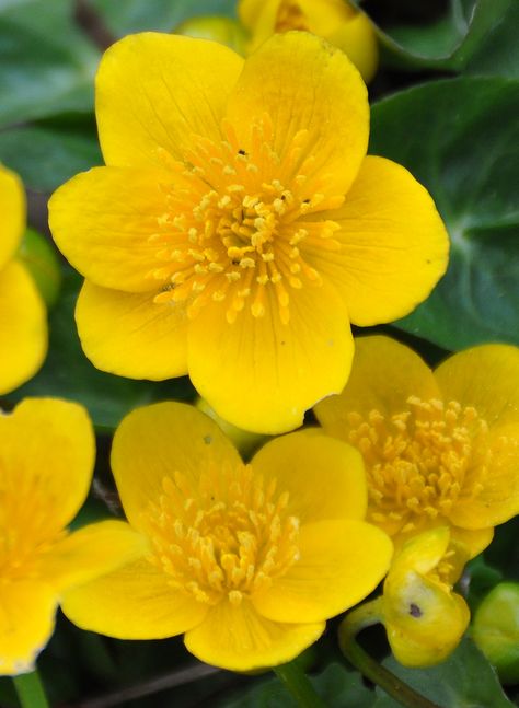 Caltha palustris in bloom Palash Flower Photography, Caltha Palustris, Potentilla Fruticosa, Pachuvum Albuthavilakkum, Primula Bulleyana, Flower Fairies, In Bloom, Garden Design, Beautiful Places