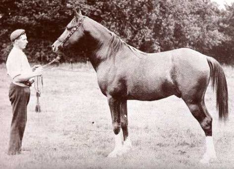 Photo: MAHRUSS (Mahruss X Bint Nura, by Zobeyni) 1893 chestnut stallion; sire of RIJM and *IBN MAHRUSS | Arabian Album: Crabbet Arabian Horses | Hypoint Arab Horse, Horses Breeds, Horse Ears, Beautiful Arabian Horses, Most Beautiful Horses, Arabian Horses, Beautiful Horse, Vintage Horse, Arabian Horse