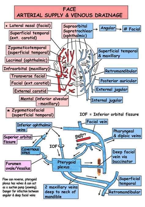 InstantAnatomy.com - Great Website, Great Study Tool,  Very Good Illustrations. Neck Anatomy, Dental Hygiene School, Dental Anatomy, Medical Student Study, Nursing School Survival, Medical School Studying, Nursing School Notes, Human Anatomy And Physiology, Medical Anatomy