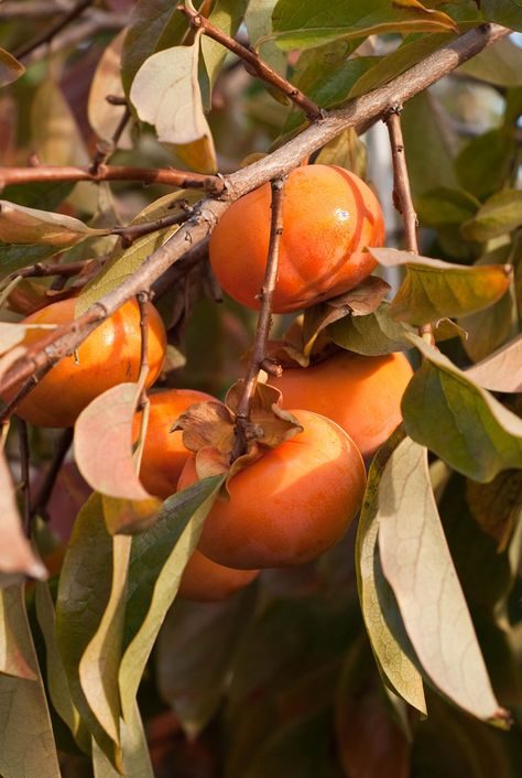 House Garden Landscape, Persimmon Tree, Sweet Woodruff, Tree Beautiful, Easy Landscaping, Beautiful Fruits, Landscape Plans, Traditional Landscape, Shade Trees