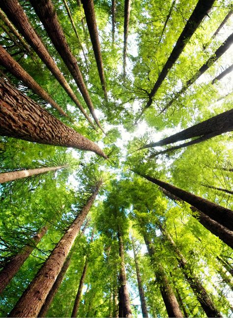 Redwood Forest California, Dawn Redwood, Redwood National And State Parks, Coast Redwood, California Redwoods, Redwood Trees, To Be Known, Redwood Tree, Camera Obscura