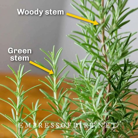 Rosemary From Cuttings, How To Grow Rosemary, Propagate Rosemary, Rosemary Plants, Grow Rosemary, Propagation Tips, Growing Herbs Indoors, Growing Rosemary, Rosemary Plant