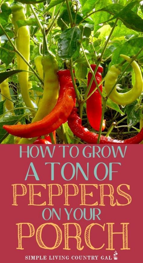 how to grow huge peppers in containers. How to grow a ton of peppers on a porch or patio garden. How to grow a ton of peppers. step by step guide on how to grow peppers in containers so you can have a garden. Tips on how to start your very own patio garden. #patiogarden #peppersincontainers #containergardening Fall Garden Checklist, Grow Peppers, Full Garden, Frugal Gardening, Lasagna Gardening, Growing Peppers, Garden Watering System, Gardening Vegetables, Container Vegetables