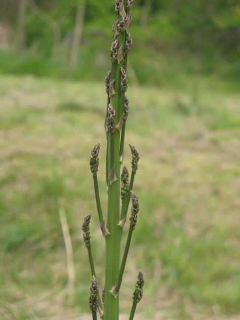 Wild Asparagus Wild Asparagus, Wild Crafting, Chicken Flock, Food Foraging, Wild Foraging, Native American Food, Wild Food Foraging, Survival Ideas, Edible Wild Plants