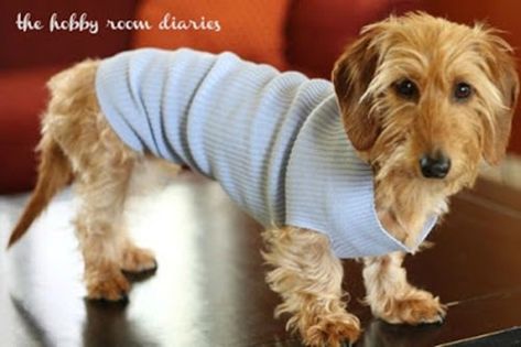 Easy (little) Dog Sweater Sweater Upcycle, Diy Dog Sweater, Creative Upcycling, Animal Clothes, Dog Coat Pattern, Small Dog Sweaters, Upcycling Projects, Dog Clothes Diy, Diy Sweater