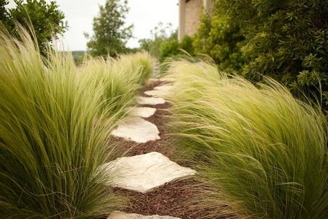 Mexican Feather Grass (Nassella tenuissima) - Wispy green blades form clumps reaching 2 feet tall and wide. This grass found in Texas, New Mexico, and Mexico develops blond summer flower heads Stipa Tenuissima, Mexican Feather Grass, Ornamental Grass, Grasses Landscaping, Grasses Garden, Stone Path, Desert Garden, Have Inspiration, The Secret Garden