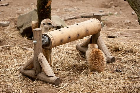 Diy Animal Enrichment, Zoo Enrichment Ideas, Meerkat Enrichment, Ferret Enrichment, Lemur Enrichment, Elephant Enrichment, Bird Enrichment, Zoo Enrichment, Enrichment Projects