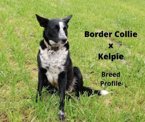 Herding Dogs, Border Collie Dog, Collie Dog, Working Dogs, Family Pet, Border Collie, The Outdoors, Small Dogs, Boston Terrier