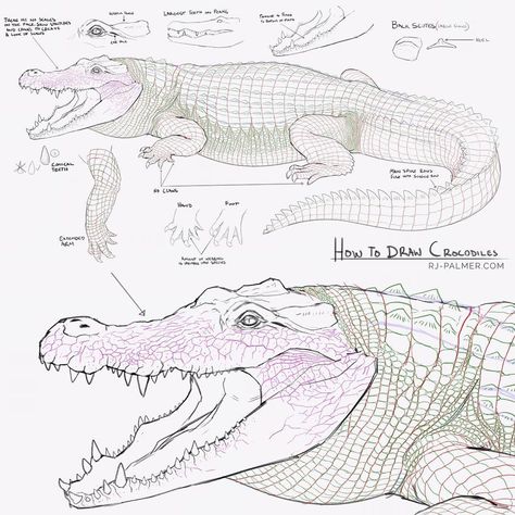 I was asked for tips on drawing crocodiles. Let me know if you have any questions. I hope this is helpful, crocs can be daunting to draw. I know it's small here, hit @ arvalis on twitter or DeviantArt to see it larger. #sketch #drawing #crocodile #tutorial #howto #alligator #creaturedesign #conceptart #anatomy #scales Drawing Crocodile, Rj Palmer, Tips On Drawing, Animals Drawing, Drawing Animals, Animal Study, Drawing Studies, Animal Drawing, 3d Drawings