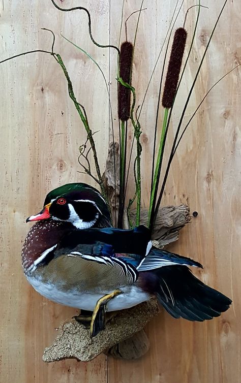 Drake Wood Duck Mount, Wood Duck Taxidermy, Wood Duck Mounts Ideas, Wood Duck Mounts Taxidermy, Duck Mount Ideas, Duck Mounts Taxidermy, Wood Duck Mounts, Duck Taxidermy, Duck Hunting Decor