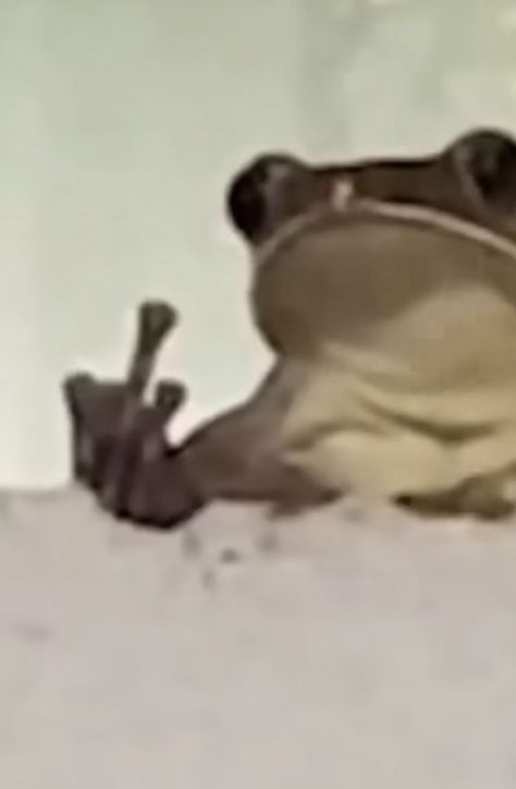 frog meme Middle Finger Meme, Frog Pfp, Frog Meme, Fun Animals, Cute Animals Puppies, Poses Reference, Funny Relatable Quotes, Anime Poses Reference, Anime Poses