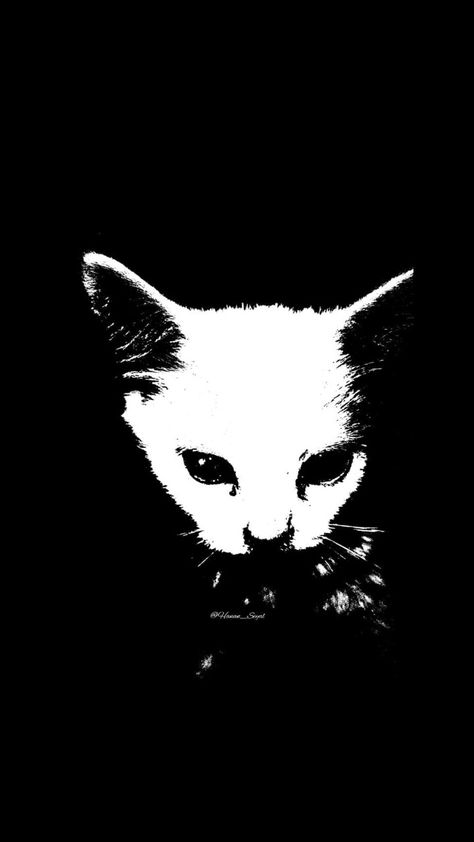 Please Support my posts :). I'm working to be a photographer and vlogger. Follow me on instagram @hanan_seyal and subscribe my YouTube channel memesbyhanan and gaming by hanan. #cats Cat Dark Wallpaper, Unsettling Wallpaper, Cat Ear Wallpaper, Halloween Wallpaper Black And White, Creepy Wallpaper Dark Horror, Dark Cat Wallpaper, Halloween Wallpaper Black, Alt Wallpapers, Black Wallpaper Backgrounds