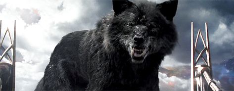 Lup Singuratic, Thor Ragnarok 2017, Werewolf Aesthetic, Thor Ragnarok, Big Bad Wolf, Ms Marvel, Wolf Dog, Black Wolf, Norse Mythology