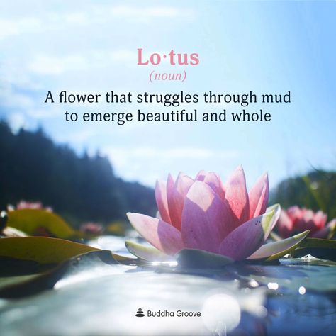 Lotus Flower Quote, Lotus Flower Meaning, Yoga Transformation, Buddha Groove, Morning Affirmations, Flower Quotes, Word Of The Day, Wonderful Words, Quotes About Strength