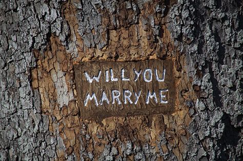 carved in a favorite tree - SO sweet! Proposal Photos, Perfect Proposal, Wedding Proposals, Marriage Proposal, Engagement Ideas, Perfect Marriage, Bridal Photography, April 25, Seattle Wedding