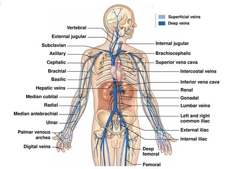 Body Worksheet, Venous System, Arteries And Veins, Muscle Anatomy, Human Anatomy, Blood Vessels, Lower Body, Medical Professionals, Pain Relief