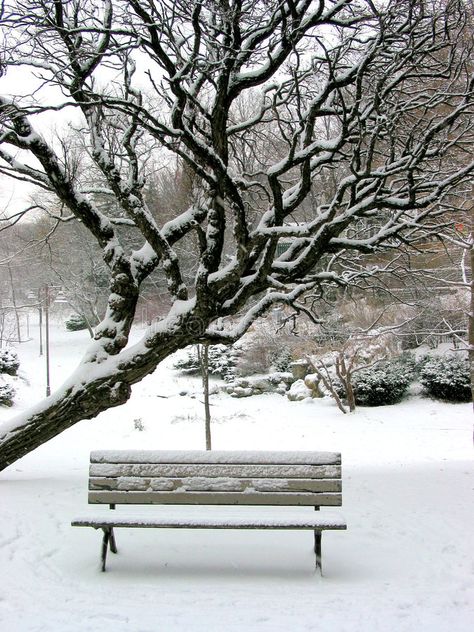 Snowy Bench, Under A Tree, Winter City, Dream Date, Snow Covered Trees, Snowy Trees, Winter Background, Landscape Photography Nature, Winter Scenery