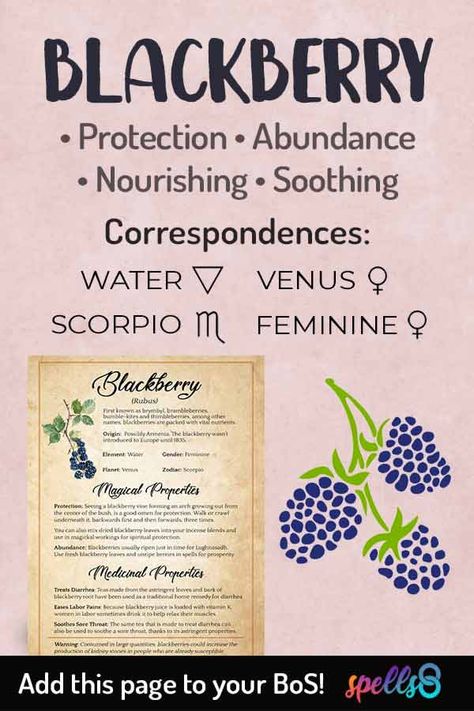 In addition to being delicious, blackberries have many traditional uses in medicine, and a few spiritual and magickal uses as well. Spiritual Uses of Blackberry Blackberry leaves can be used in sachets and spell jars for protection and prosperity. Blackberries are considered sacred to some deities of Europe, and they can be used in offerings, especially to Goddess Brigid. A blackberry bush forming a natural arch is considered a good omen and a great aid to magickal healing. Over time... Blackberry Witchcraft, How To Leave Offerings For Deities, Elemental Correspondences, Grimoire Inspiration, Goddess Brigid, Blackberry Leaves, Magical Food, Blackberry Bush, Magickal Herbs