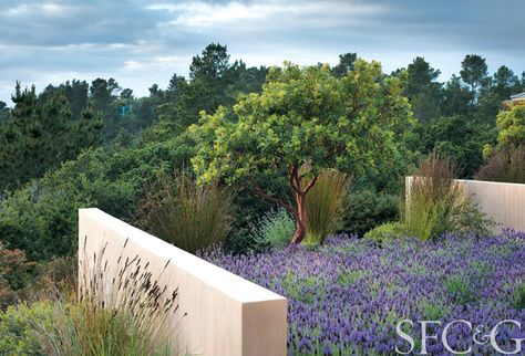 Bernard Trainor Artfully Transforms a Rugged Carmel Property into a Picturesque Landscape - Cottages & Gardens Boulders In Landscape, Californian Gardens, Bernard Trainor, Moroccan House, Arbutus Tree, Dry Gardens, Paver Path, Contemporary Gardens, Stone Water Features