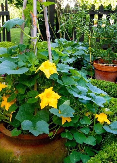 Secrets for growing pumpkins in your garden | My desired home Pumpkins In Containers, Grow Pumpkins From Seeds, How To Grow Pumpkins, Grow Pumpkins, Planting Pumpkins, Pumpkin Garden, Container Vegetables, Growing Pumpkins, Home Vegetable Garden