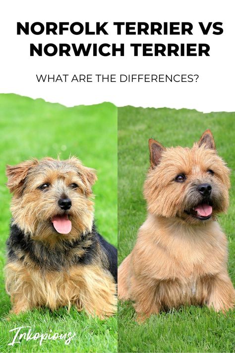 Norfolk vs Norwich Terrier: What Are The Differences? Norwich Terrier Puppy, Norfolk Terrier Puppies, Cairn Terrier Puppies, Terrier Rescue, Miss My Dog, Norfolk Terrier, Norwich Terrier, Norwich Norfolk, Terrier Breeds