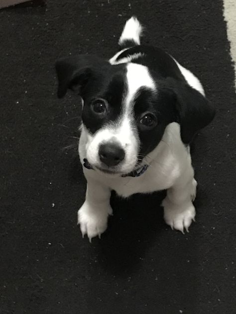 Jack Russell Terrier Black And White, Black And White Dog Aesthetic, Jack Russell Terrier Puppies, Black And White Dog, Jack Russel, White Terrier, Russell Terrier, Terrier Mix, Jack Russell Terrier