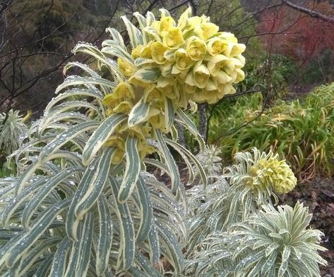 Euphorbia Characias, Tasmanian Tiger, Evergreen Shrubs, Gold Leaves, Garden Features, End Of Summer, Types Of Plants, Garden Supplies, Hello Autumn