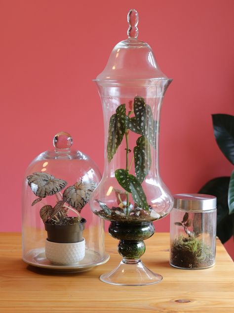 Jewel Orchid Terrarium, Begonia Terrarium, Diy Terrariums, Orchid Terrarium, Jewel Orchid, Terrarium Ideas, Plant Delivery, Terrarium Diy, Urban Gardening